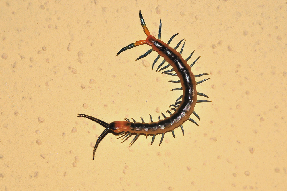 Scolopendra?